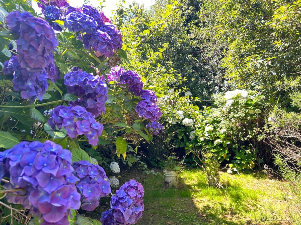Purple Fox Hotel Ancud Buitenkant foto